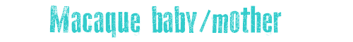 Macaque baby & mother