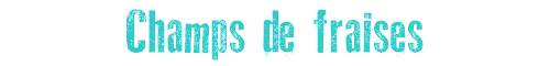 Champs de fraises