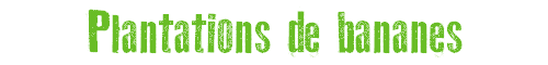 Plantations de bananes