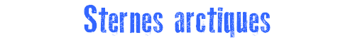 Sternes arctiques