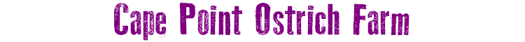 Cape Point Ostrich Farm