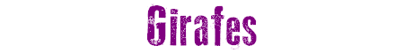 Girafes
